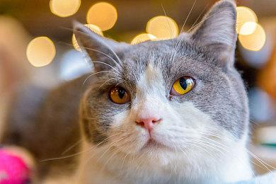 《群星》3.6版本“猎户座”更新上线 新星系形状